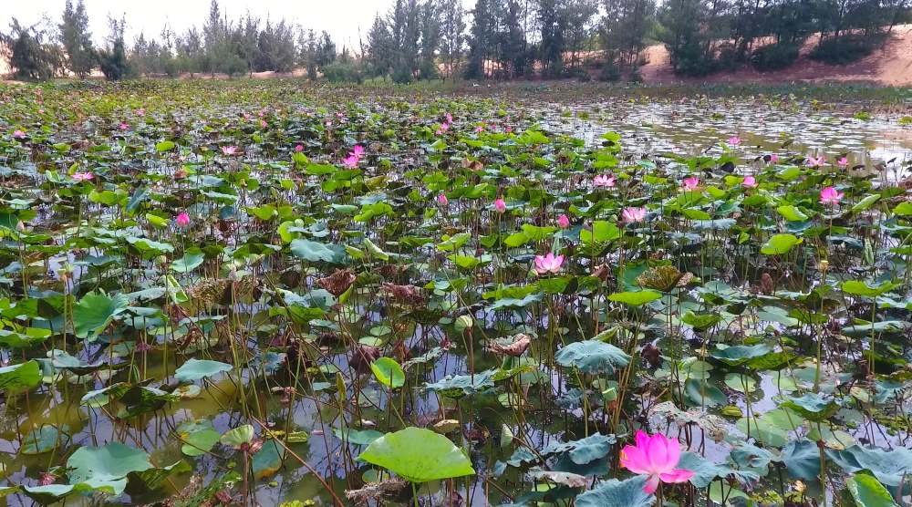 Xung quanh bàu nước, thời điểm mùa hè có rất nhiều sen hồng điểm tô cho mặt hồ trong xanh phẳng lặng thêm phần rực rỡ. Đứng từ trên đồi cát nhìn xuống, mặt nước tựa gương dịu mát, óng ánh sắc sen trông rất thơ mộng, giúp xua bớt cái nắng nóng bỏng.