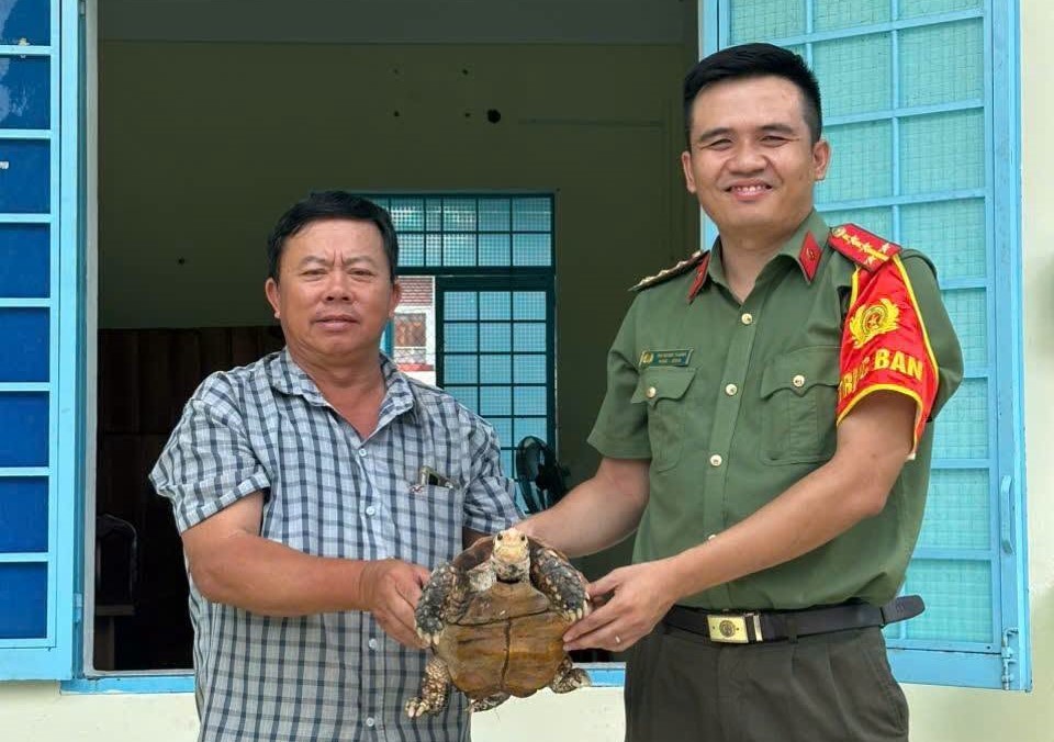 El Sr. Vo Thanh Long entregó voluntariamente los raros ejemplares de tortuga a la policía del barrio de Dak Cam, provincia de Quang Ngai. Foto: Policía del barrio de Dak Cam