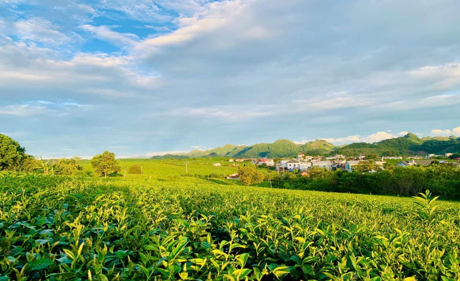 Tea hills in Moc Chau prairie. Photo: Ky Lam