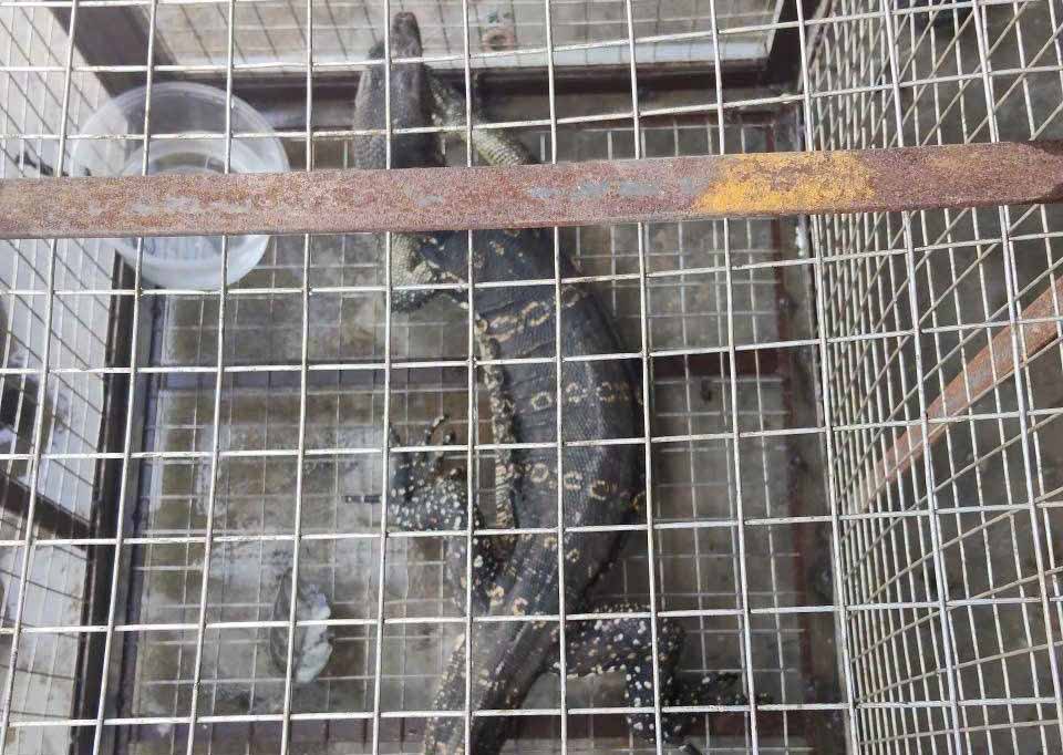The flower iguana has just been handed over to Vu Quang National Park to be released back into nature. Photo: Hoang Anh