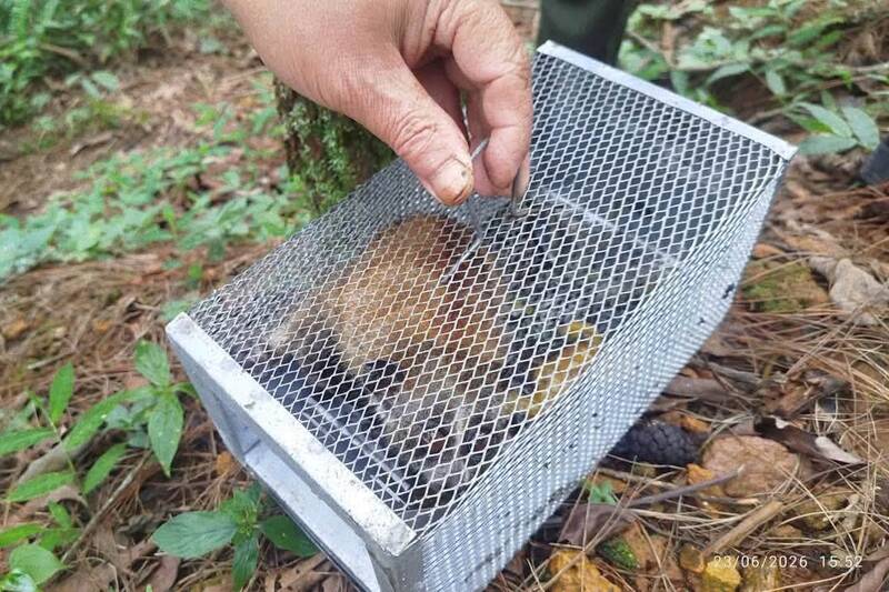Lực lượng kiểm lâm Khu bảo tồn thiên nhiên Mường La, tỉnh Sơn La thả một cá thể cu li về tự nhiên. Ảnh: Công an xã Chiềng Mung