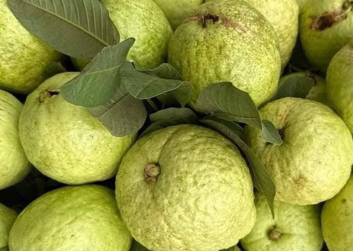 La goyave est l'un des fruits considérés comme pouvant aider à stabiliser la tension artérielle en raison de son faible indice glycémique. Photo: Kiều Vũ