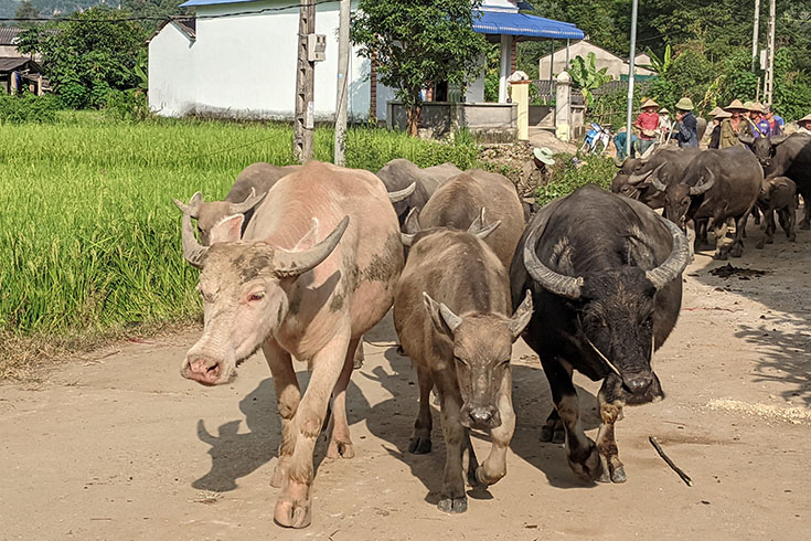 Lai Chau province prioritizes the development of large-scale concentrated livestock areas. Photo: Quang Dat