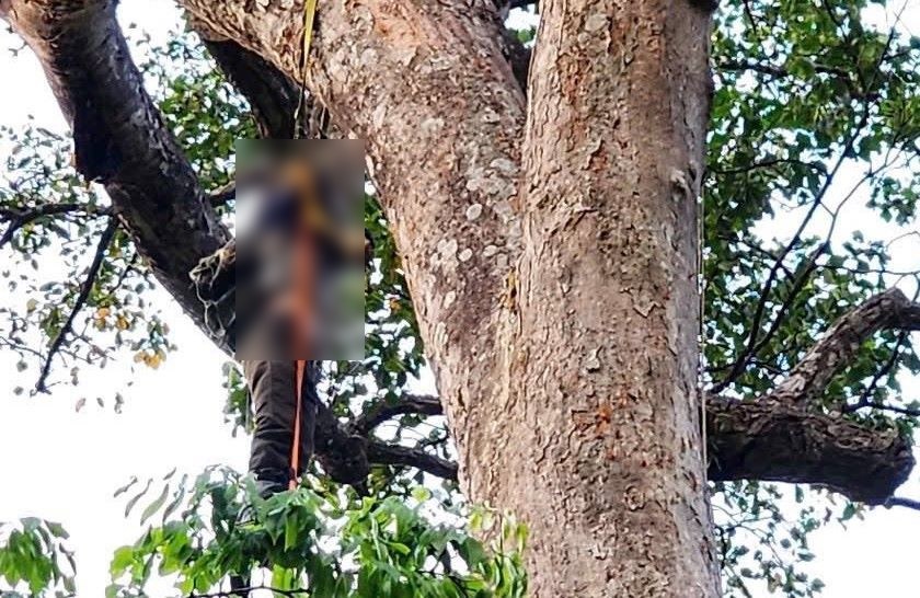 Mr. Le Phuoc A.N (Tra Bong commune, Quang Ngai province) suffered a stroke and died during the process of collecting honey. Photo: Quang Ngai Police