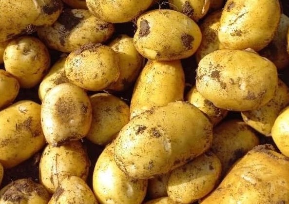 Potatoes are nutritious but contain a lot of starch. Photo: Kieu Vu