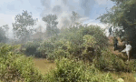 Forest fire in Quang Tri burned down about 1.5ha of vegetation under casuarina trees. Photo: Quang Tri Border Guard