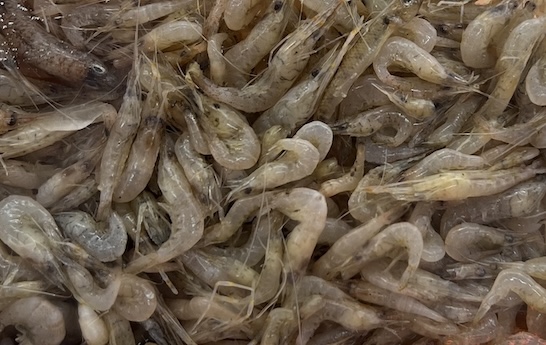 Freshwater shrimp is one of the foods that can cool down if housewives know how to prepare it. Photo: Kieu Vu