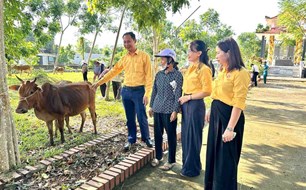 Hỗ trợ 36 con bò sinh sản cho hộ nghèo xã miền núi Nghệ An