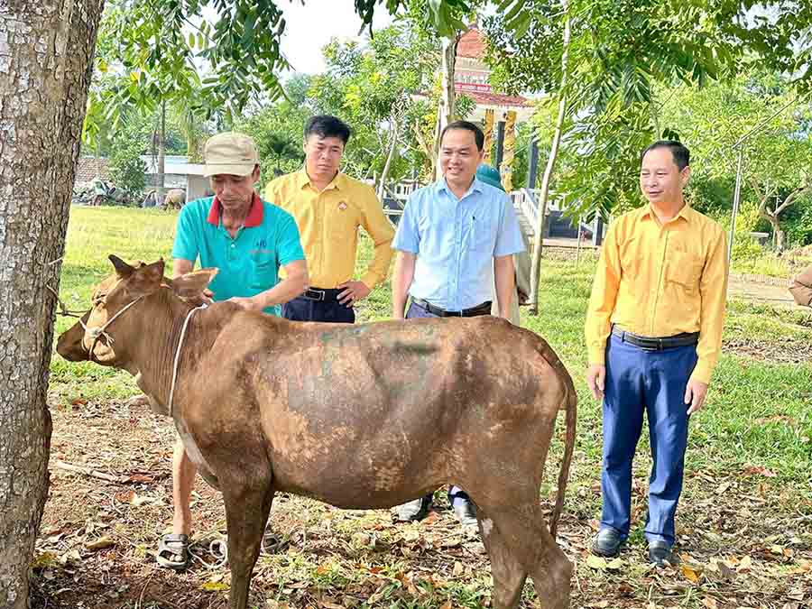 Người dân Mường Ham tiếp nhận hỗ trợ bò sinh kế. Ảnh: Ngọc Anh