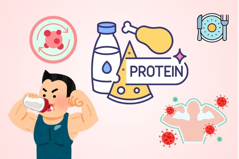 Comment augmenter la protéine pour le corps chaque jour sans utiliser de compléments alimentaires