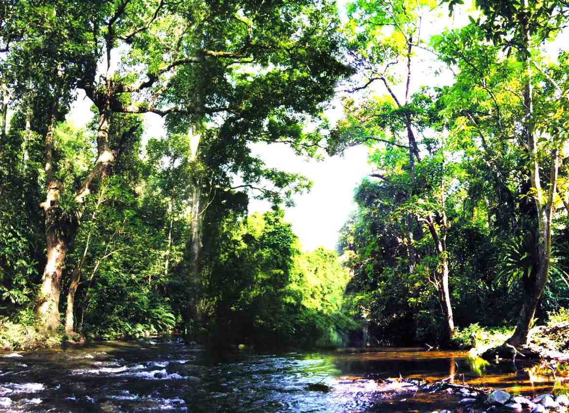Pu Mat primeval forest (Nghe An), the green lung of the region and the nation. Photo: Ngoc Anh