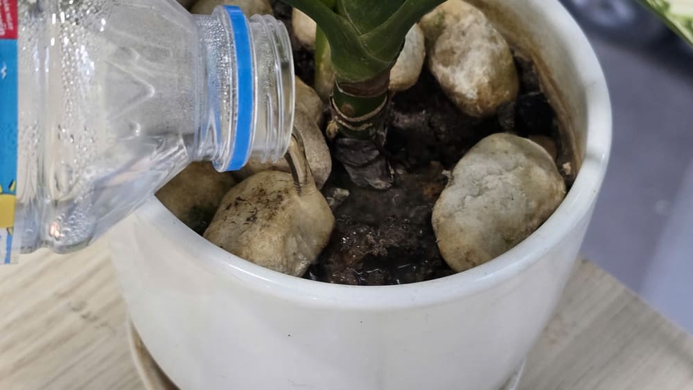 Watering plants incorrectly is one of the mistakes that makes plants susceptible to wilting and difficulty developing. Photo: Tuan Dat