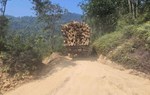 Một xe chở keo tràm ra khỏi khu vực khai thác rừng. Ảnh: Phúc Đạt.