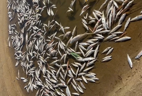 Des poissons morts flottent blancs sur la rivière Thac Ma. Photo de : Nguyên Dien