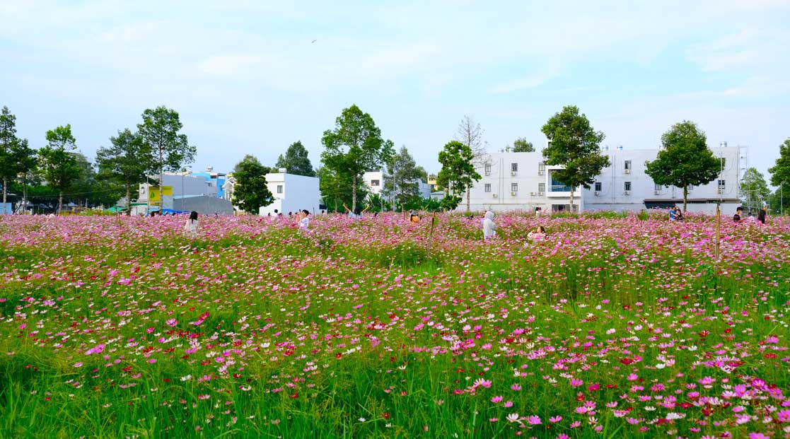 A friend is someone who looks through the collapsed fence and admires the flowers in your garden". Photo: Han Nguyen
