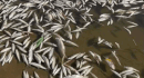 Dead fish floating white across the Thac Ma River section. Photo: Han Nguyen