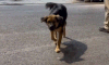 Tightening regulations on muzzles for dogs and cats, owners commit to changing habits