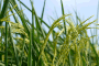 Mekong Delta farmers proactively produce green products, limit chemical fertilizers