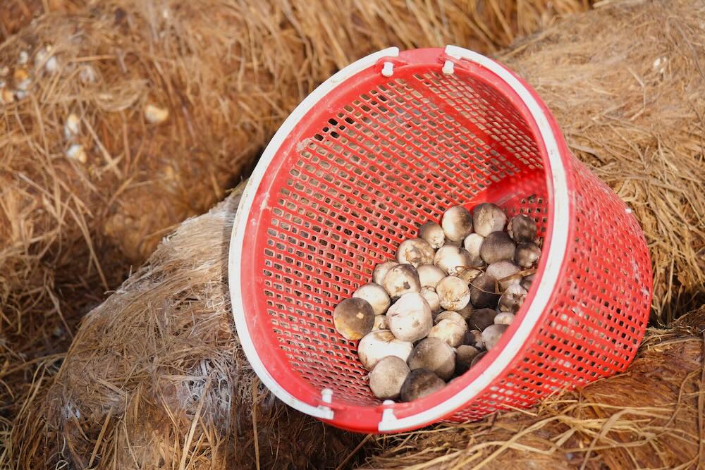 Erratic weather, straw mushroom farmers face difficulties