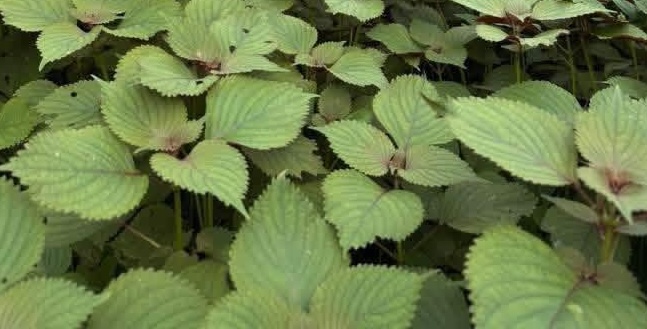Housewives should know how to process perilla leaves - a type of leaf believed to be beneficial for people with gout. Photo: Kieu Vu