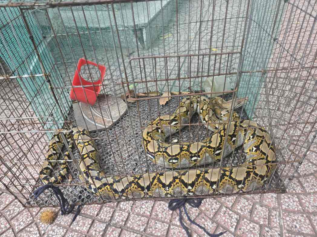 A rare brocade python was discovered by functional agencies being kept in captivity in a resident's house in Tay Nam ward. Photo: Tay Nam Ward Police