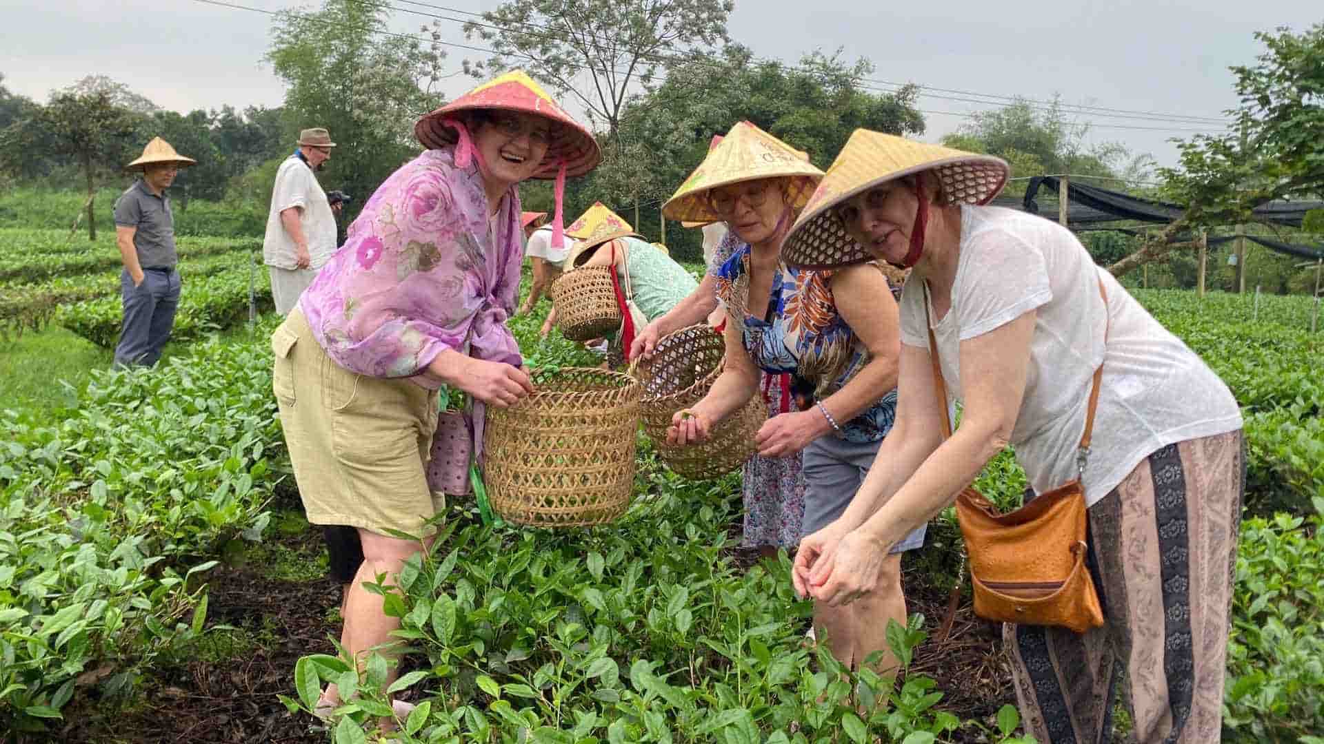 Picking buds and tea poles has become an experience that attracts international visitors. Photo: Nguyen Trang