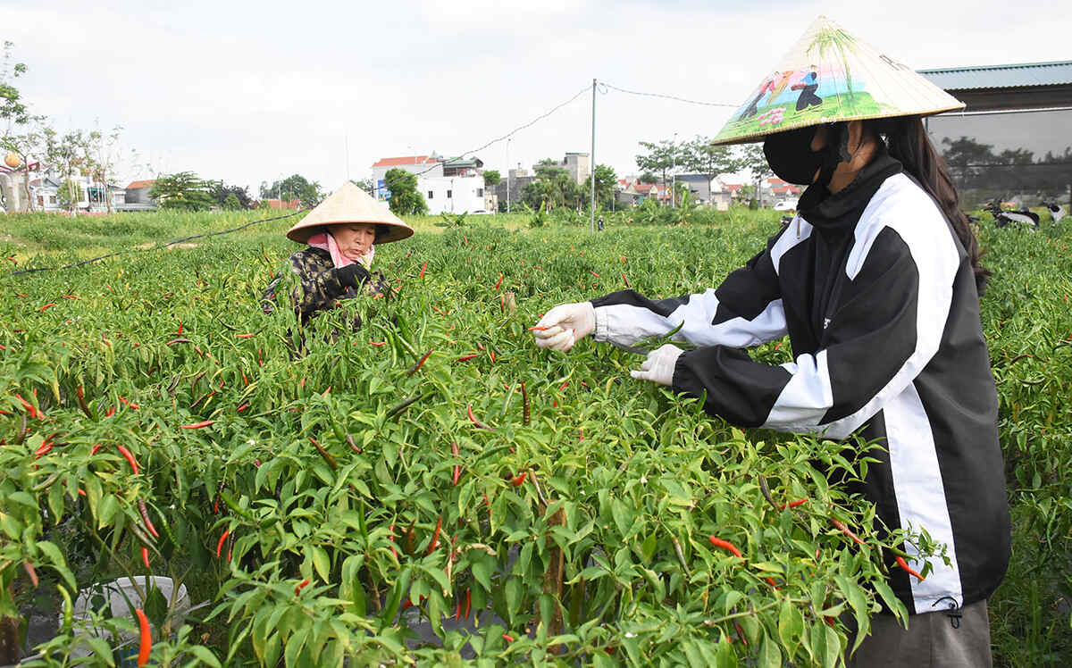 Từ những người trung niên như bà Hương hay học sinh như em Thanh đều tranh thủ thời gian rảnh rỗi đi hái ớt để kiếm thêm thu nhập.
