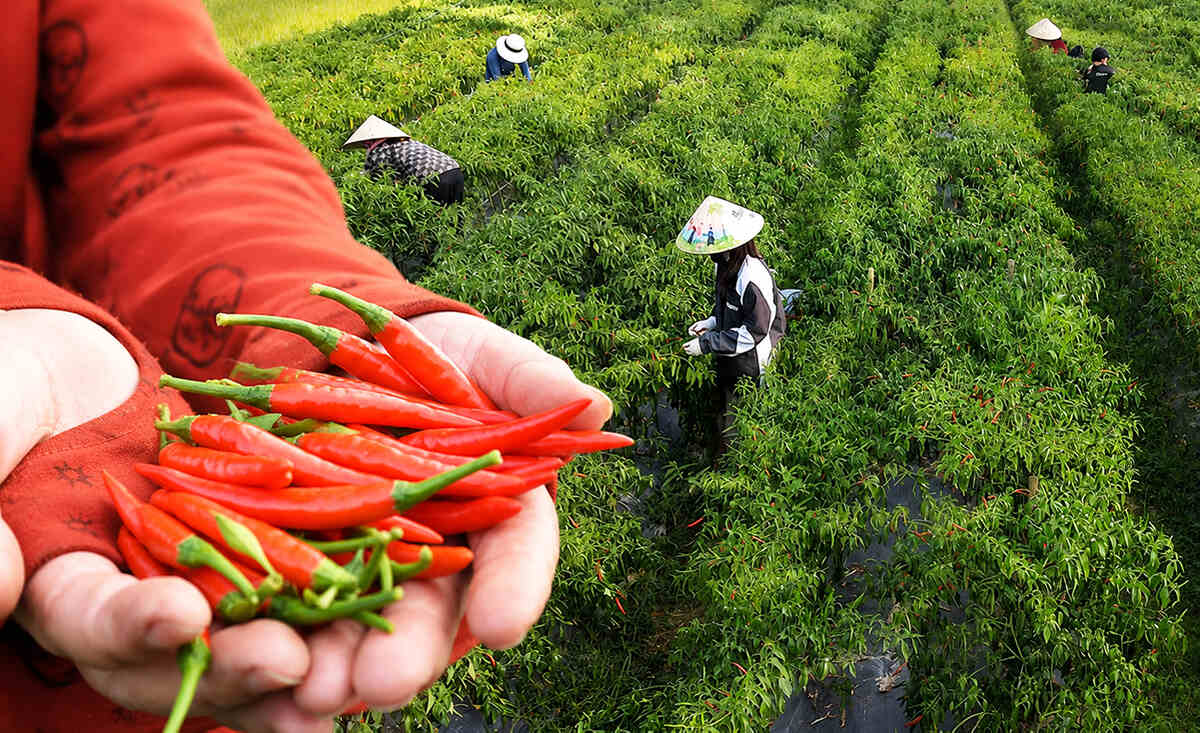 Wild peppers ripen red in the fields in Dong Trieu ward, Quang Ninh. Photo: Nguyen Hue