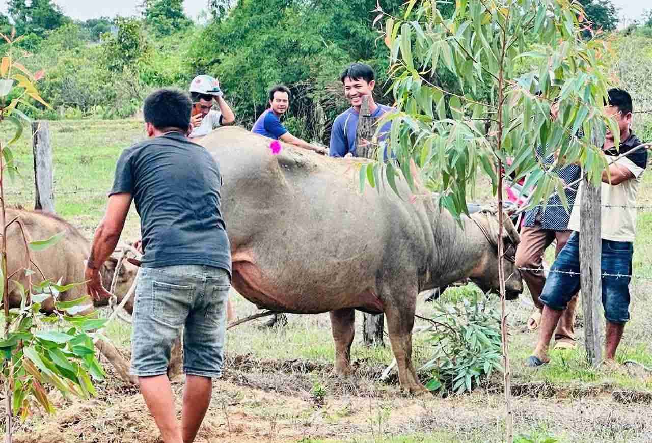 Functional forces of Dak Lak province used anesthesia guns to control a buffalo that suddenly rushed in and hit 4 people. Photo: People provided