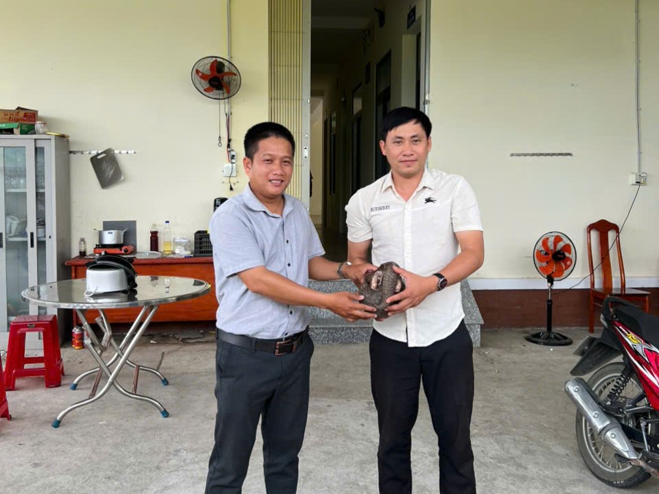 Dien Lam Commune Economic Department handed over the individual Java pangolin to representatives of Cat Tien National Park. Photo: Police provided