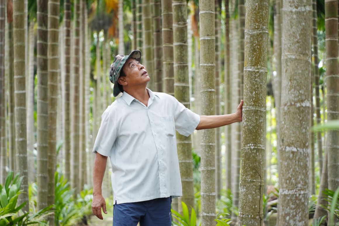 Quan sát cho thấy, 5ha cau vú bò được trồng bằng phẳng, ngay hàng, thẳng lối.