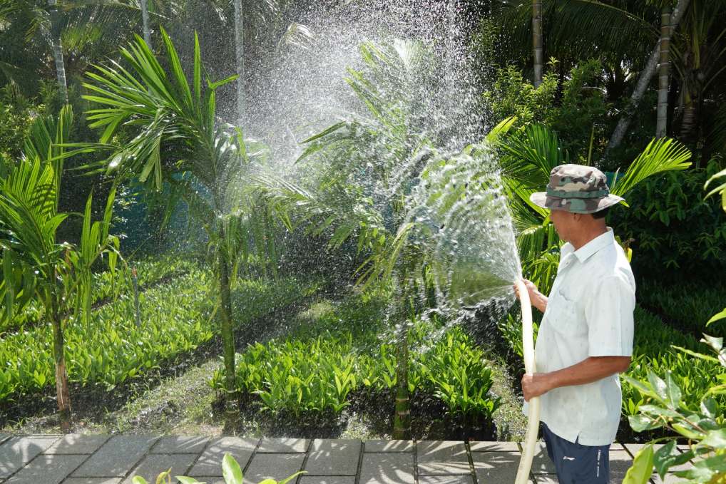 “Cũng như các loại trái cây khác, giá cau cũng biến động, từ dưới 10.000 đồng/kg đến trên 100.000 đồng/kg tuỳ thời điểm và chất lượng trái. Riêng năm 2025, tôi thu lợi nhuận trên 1 tỉ đồng từ việc bán trái tươi. Mức lợi nhuận này sẽ ngày càng tăng khi năng suất trái tăng qua từng năm”, ông Hải chia sẻ.