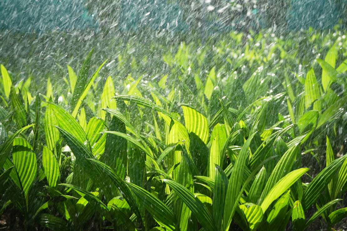 Theo thống kê, vườn hiện có khoảng 600.000 cây giống chuẩn và được bán với giá từ 12.000-16.000 đồng/cây (tuỳ kích cỡ cây và đường vận chuyển).