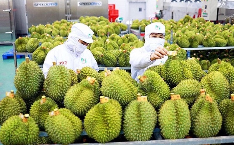 Lễ hội Sầu riêng Đắk Lắk 2026 hứa hẹn thu hút hơn 300.000 lượt khách