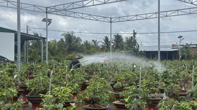 Applying science and technology to help improve the value of the Vinh Long seedling and ornamental flower industry. Photo: Hoang Loc