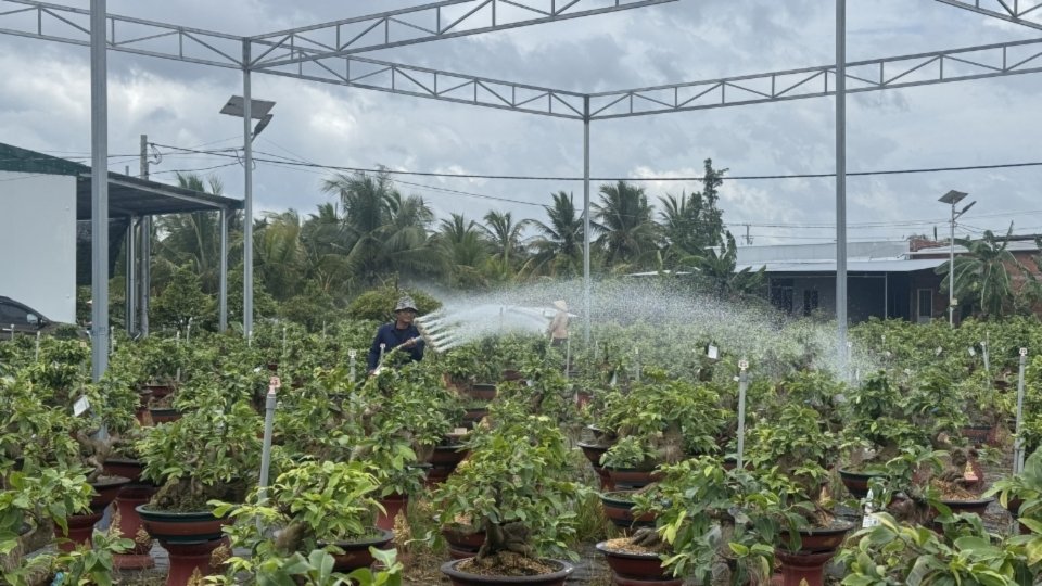 Applying science and technology to help improve the value of the Vinh Long seedling and ornamental flower industry. Photo: Hoang Loc