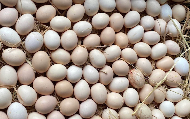 Ornamental chicken eggs are one of the foods that effectively help increase muscle. Photo: Kieu Vu