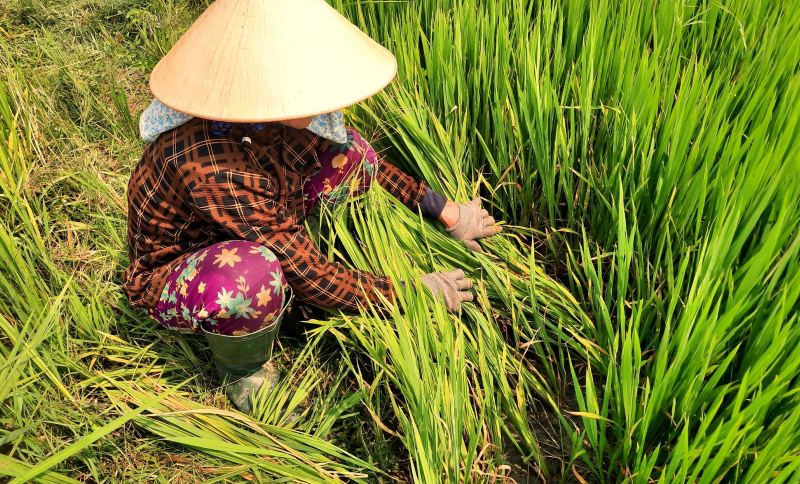 Farmers along the Vinh Dien River, Da Nang are worried about prolonged saltwater intrusion, causing drought in fields. Photo: Hoang Bin