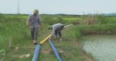 Face à la fissure des rizières due au manque d'eau, le secteur agricole de la province de Quảng Trị met en œuvre de toute urgence de nombreuses solutions pour lutter contre la sécheresse. Photo: Thanh Trung