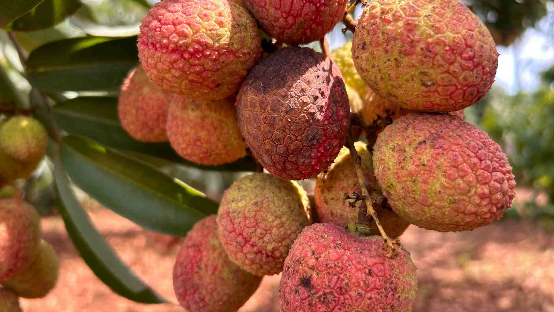 Red apple steamed lychee, a light and sweet dish for summer days. Photo: Ha May