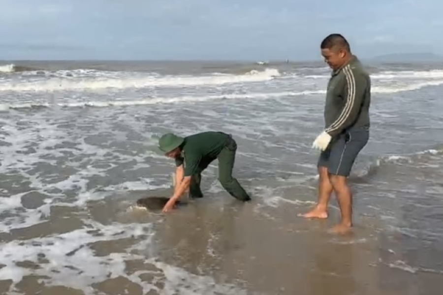 Sea turtle released back to Ho Tram sea after health check. Photo: Border Guard