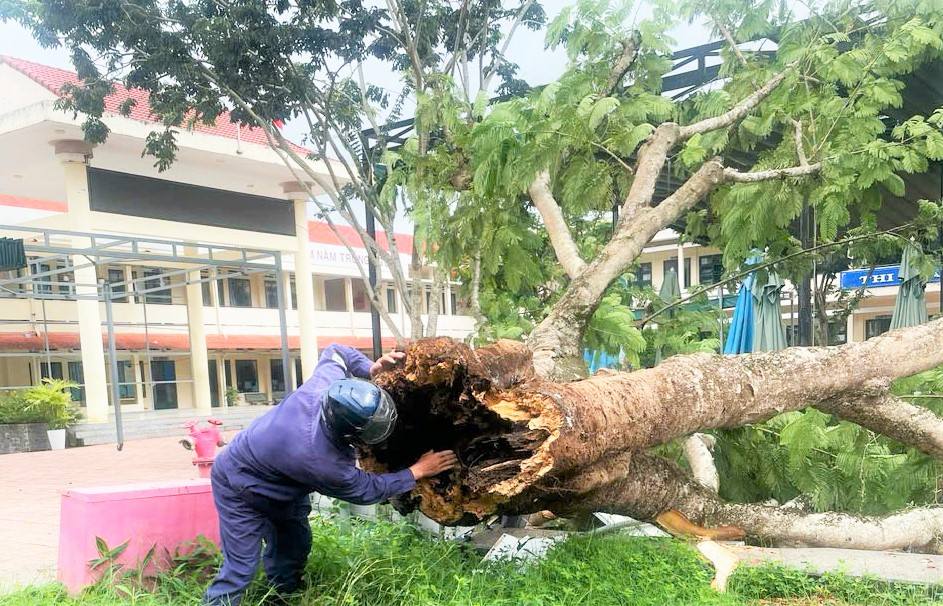 Nhìn bề ngoài xanh tốt, nhưng bên trong gốc cây phượng bị mục rỗng. Ảnh: Phúc Khánh 
