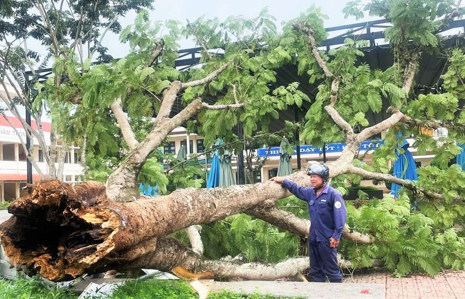 Decades-old phoenix tree uprooted and fallen in the yard of Quang Trung Secondary School. Photo: Phuc Khanh