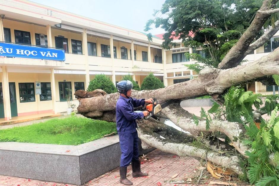 Cây phượng cổ thụ bị bật gốc ngã đổ trong sân trường THCS Quang Trung. Ảnh: Phúc Khánh 