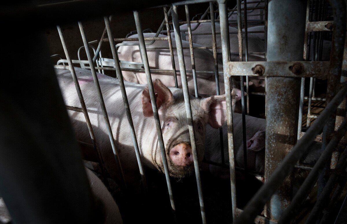 The US is implementing control measures after carnivorous parasites were detected on livestock. Photo: AFP