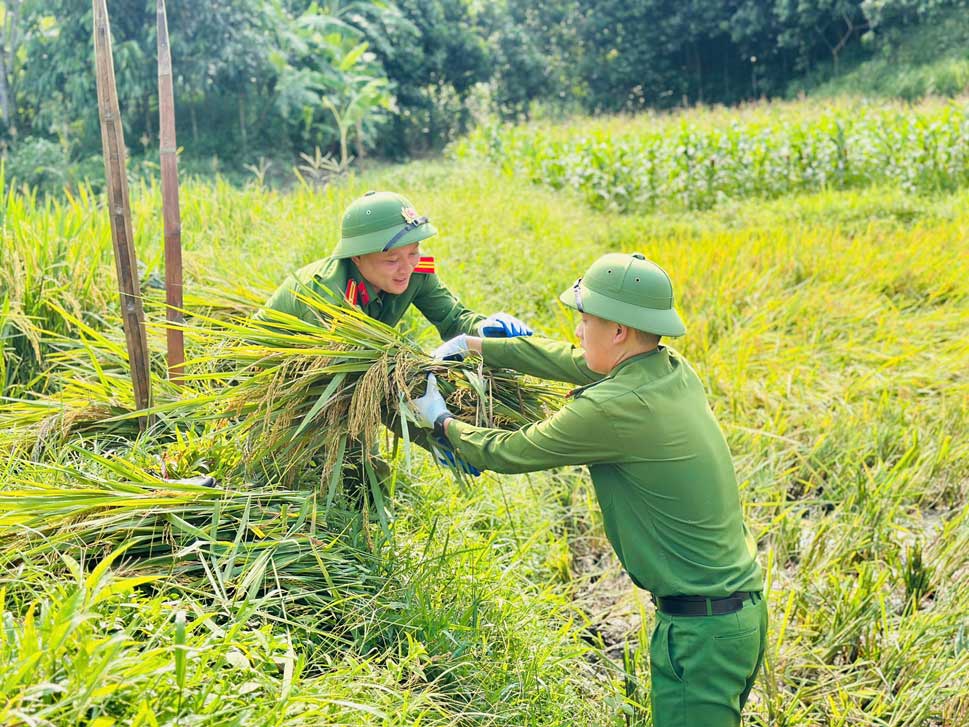 Lực lượng Công an cơ sở hỗ trợ người dân thu hoạch lúa tại xã Tân Hợp. Ảnh: Công an Lào Cai