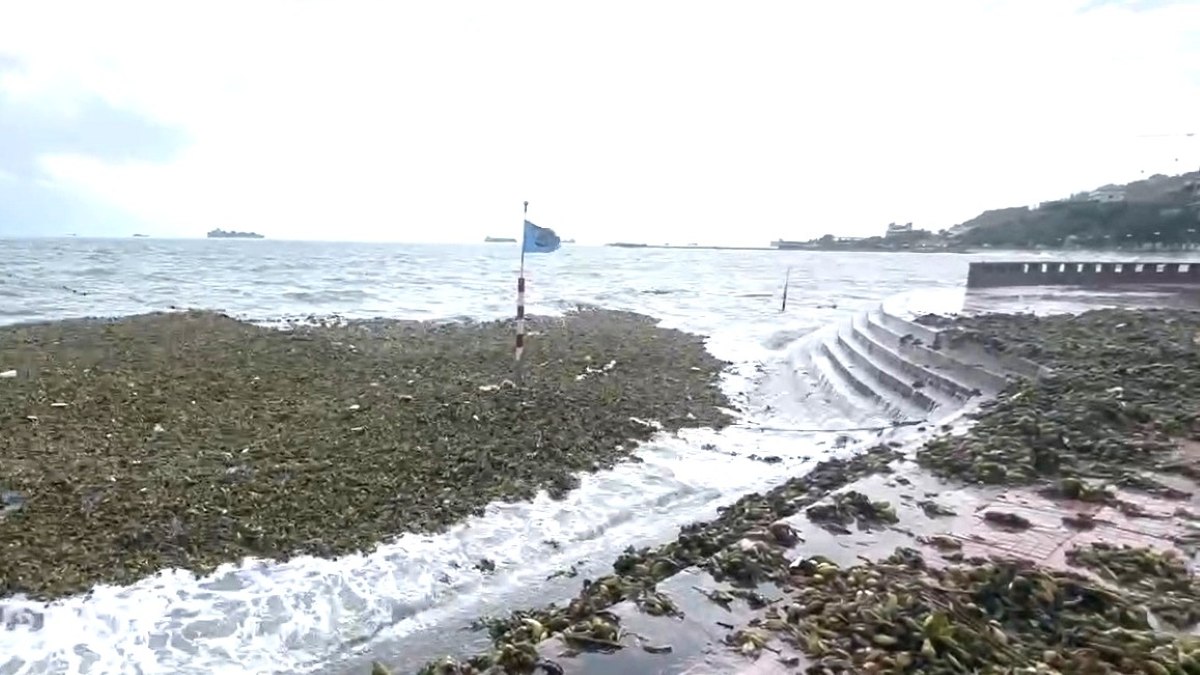 Water hyacinth covers Bai Truoc beach, pushed up by waves to Vung Tau coastal park. Photo: Thanh An
