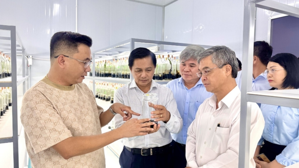 The high-tech seedling production model is expected to contribute to improving the value of the seedling industry in Vinh Long province. Photo: Hoang Loc