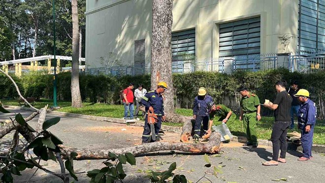 Scene of broken tree branch in Tao Dan Park (HCMC) killing 2 people in August 2024. Photo: Anh Tu