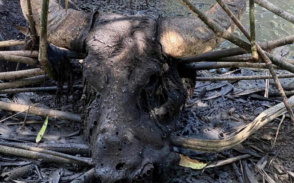 Scene of 11 buffaloes heavily decomposed in the Ta Trach lake area. Photo: People provided